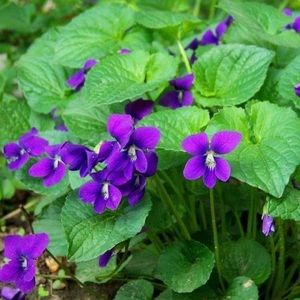 Meet your Posher, Violet